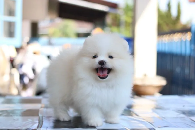 ปอมเมอเรเนียน