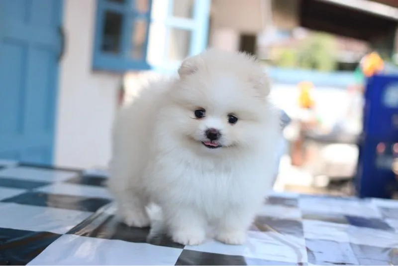ปอมเมอเรเนียน
