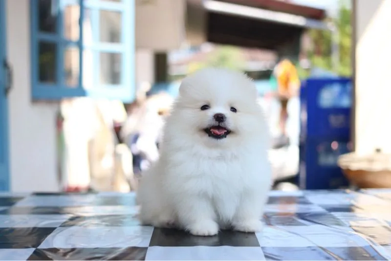 ปอมเมอเรเนียน
