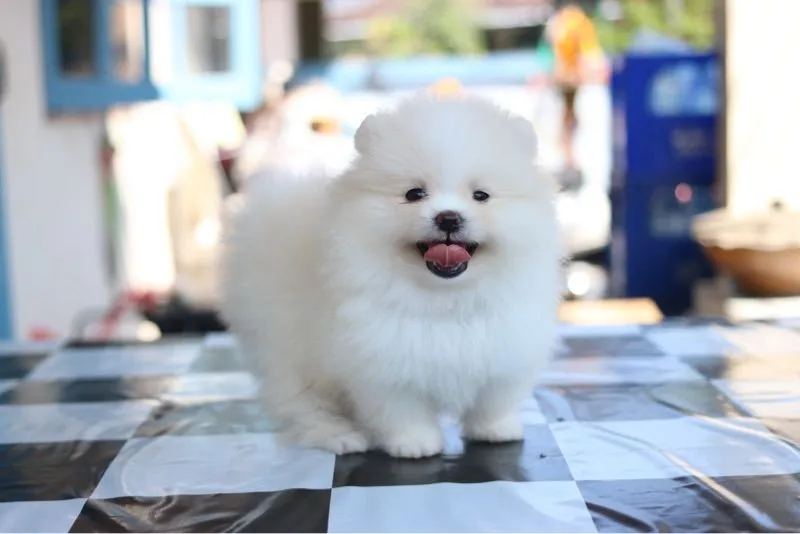 ปอมเมอเรเนียน