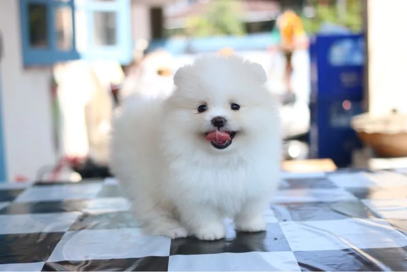 ปอมเมอเรเนียน