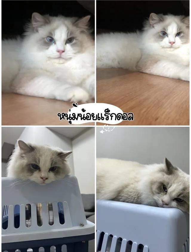 แมวบริติช แร็กดอล มันช์ดิ้น มาดูตัวจริงแมวได้