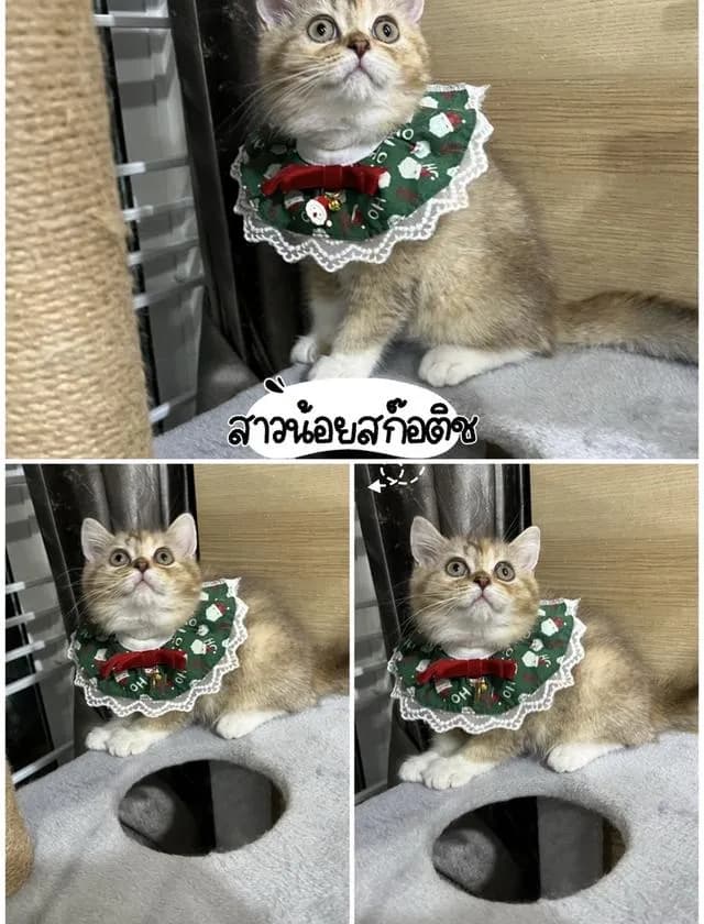 แมวบริติช แร็กดอล มันช์ดิ้น มาดูตัวจริงแมวได้
