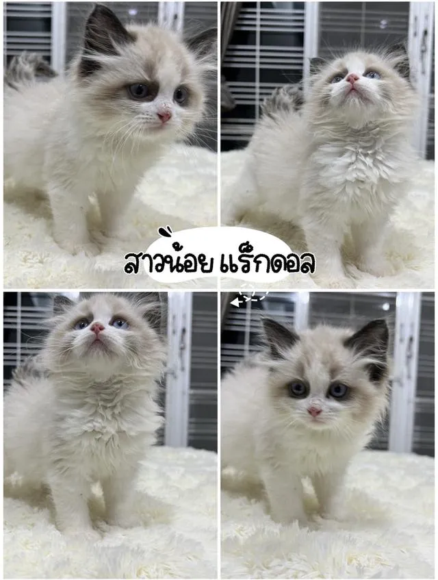 แมวบริติช แร็กดอล มันช์ดิ้น มาดูตัวจริงแมวได้