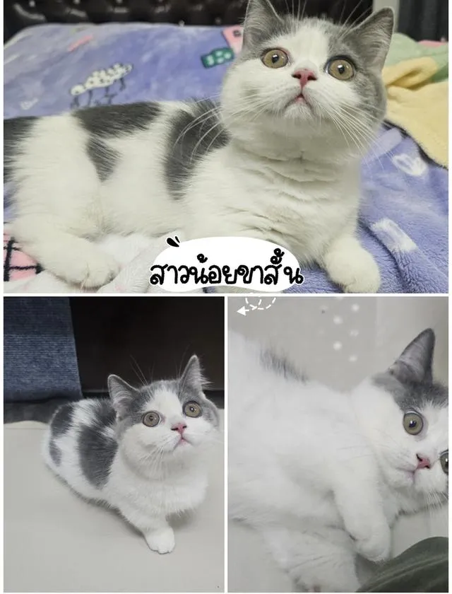 แมวบริติช แร็กดอล มันช์ดิ้น มาดูตัวจริงแมวได้