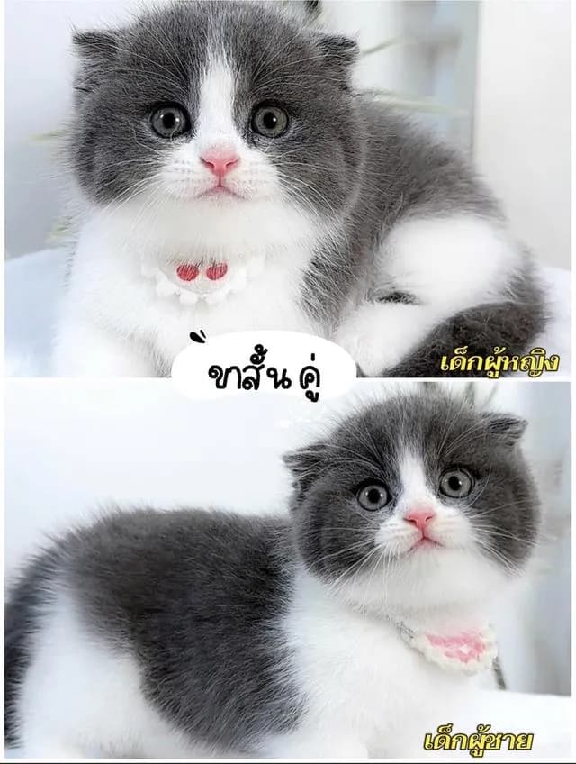 แมวบริติช แร็กดอล มันช์ดิ้น มาดูตัวจริงแมวได้