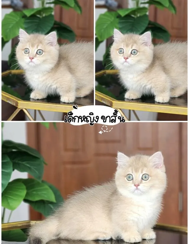 แมวบริติช แร็กดอล มันช์ดิ้น มาดูตัวจริงแมวได้