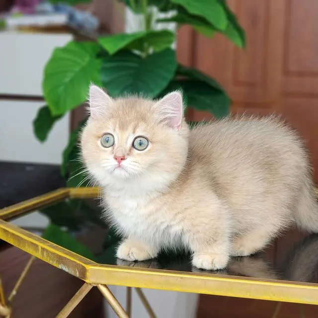 แมวบริติช แร็กดอล มันช์ดิ้น มาดูตัวจริงแมวได้
