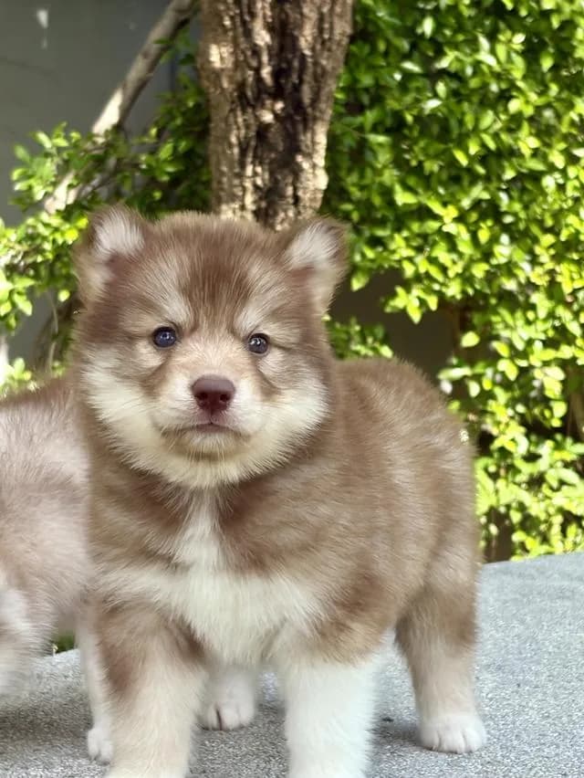 ลูกสุนัขไซบีเรียนฮัสกี้แท้ เพศเมีย