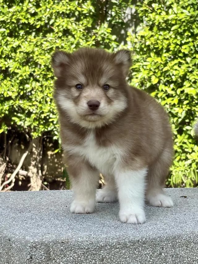 ลูกสุนัขไซบีเรียนฮัสกี้แท้ เพศเมีย