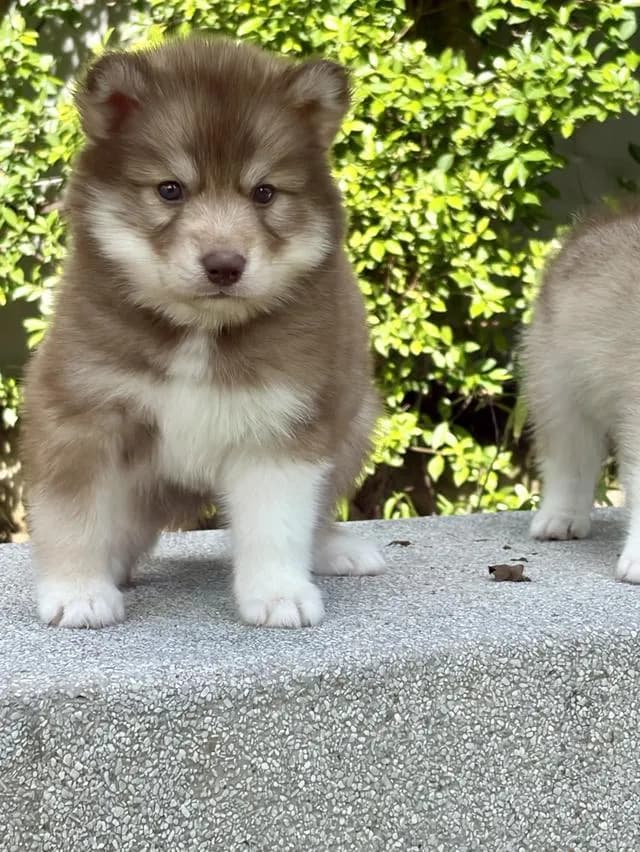 ลูกสุนัขไซบีเรียนฮัสกี้แท้ เพศเมีย