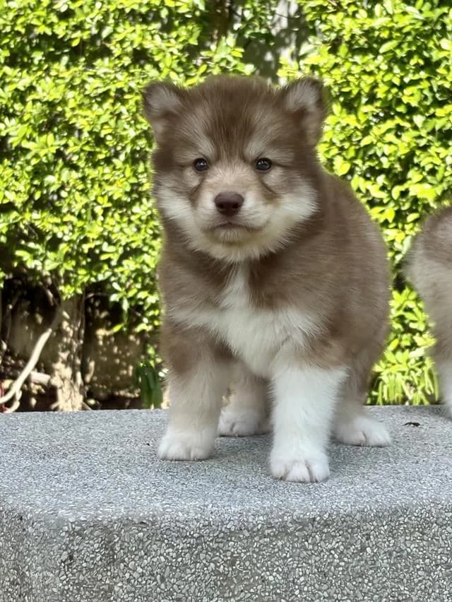 ลูกสุนัขไซบีเรียนฮัสกี้แท้ เพศเมีย