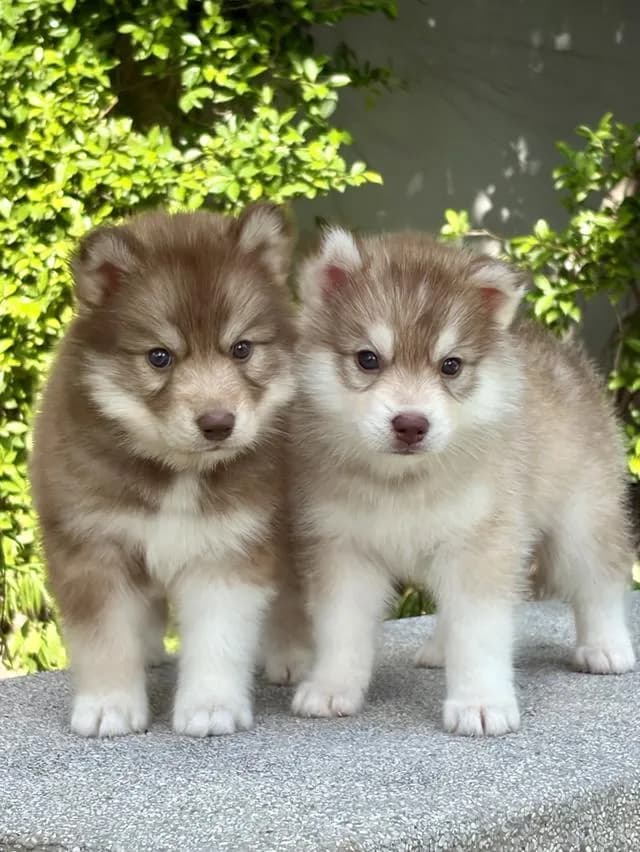 ลูกสุนัขไซบีเรียนฮัสกี้แท้ เพศเมีย