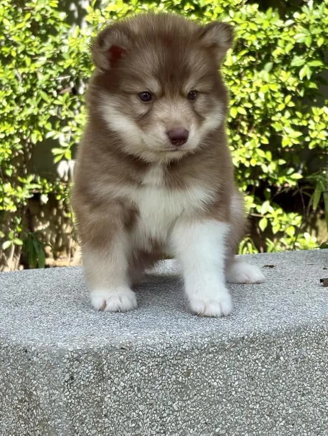 ลูกสุนัขไซบีเรียนฮัสกี้แท้ เพศเมีย