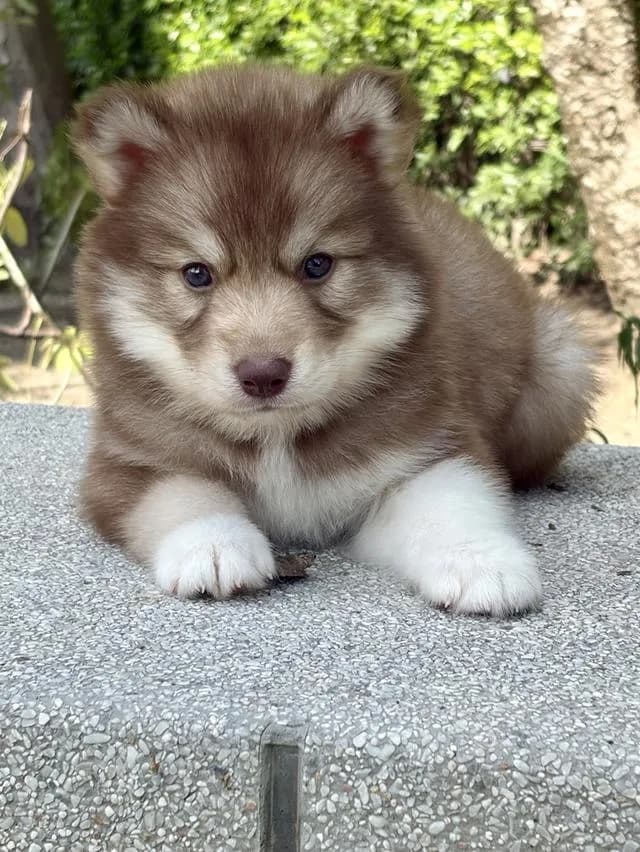 ลูกสุนัขไซบีเรียนฮัสกี้แท้ เพศเมีย