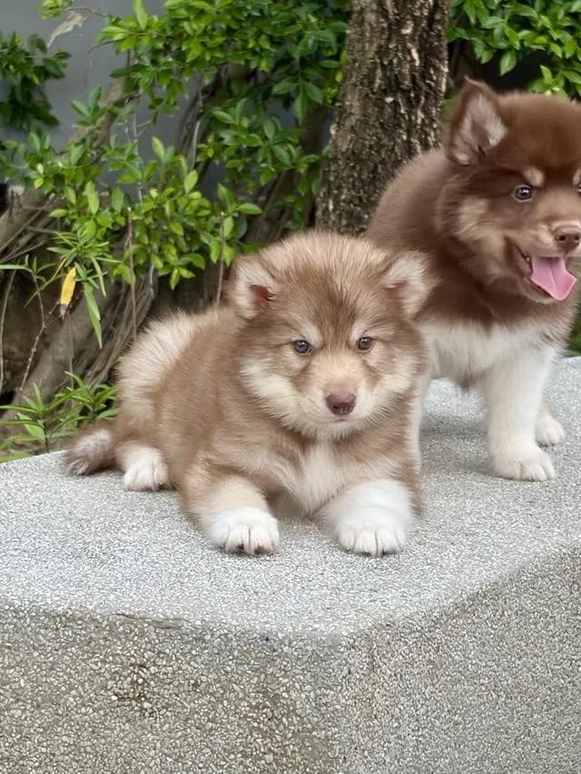 ลูกสุนัขไซบีเรียนฮัสกี้แท้ เพศเมีย