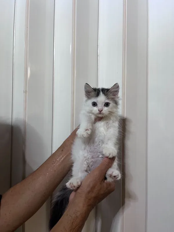 ขายแมวเปอเซีย