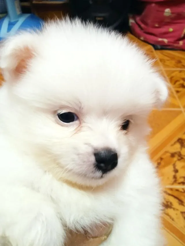 ลูกหมาปอมเพศผู้1หญิง1 อายุ1เดือน1สัปดาหฺ