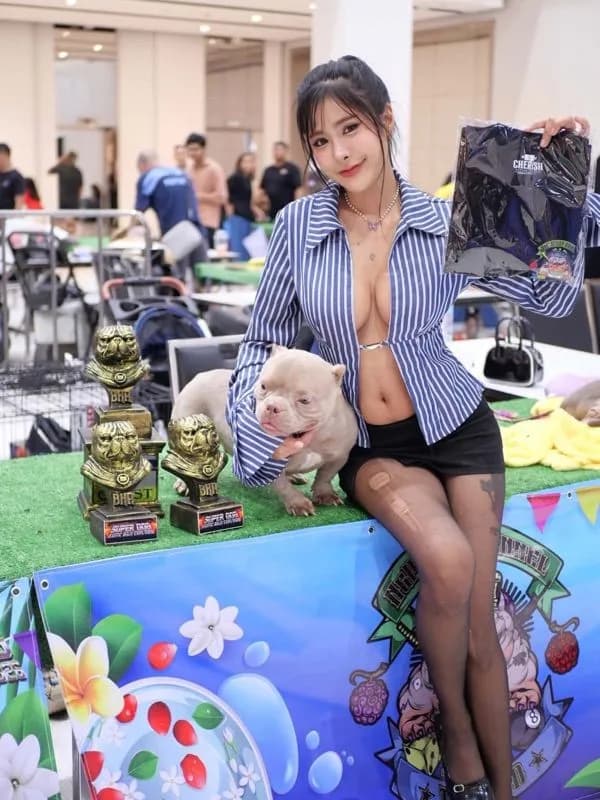 American bully exotic เพศเมีย