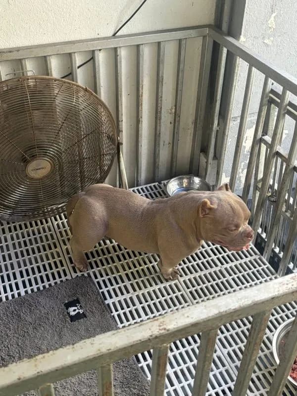 American bully exotic เพศเมีย