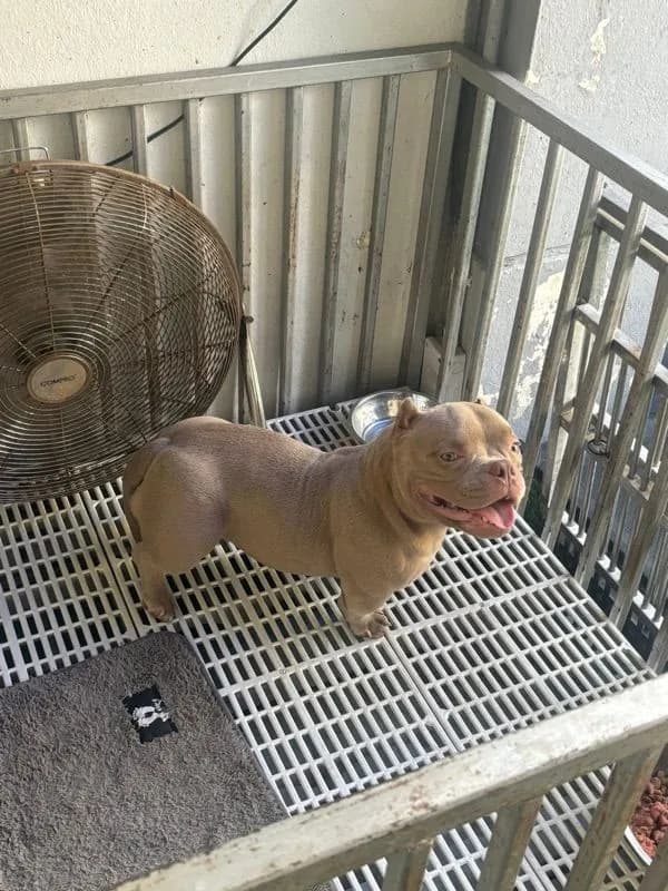 American bully exotic เพศเมีย