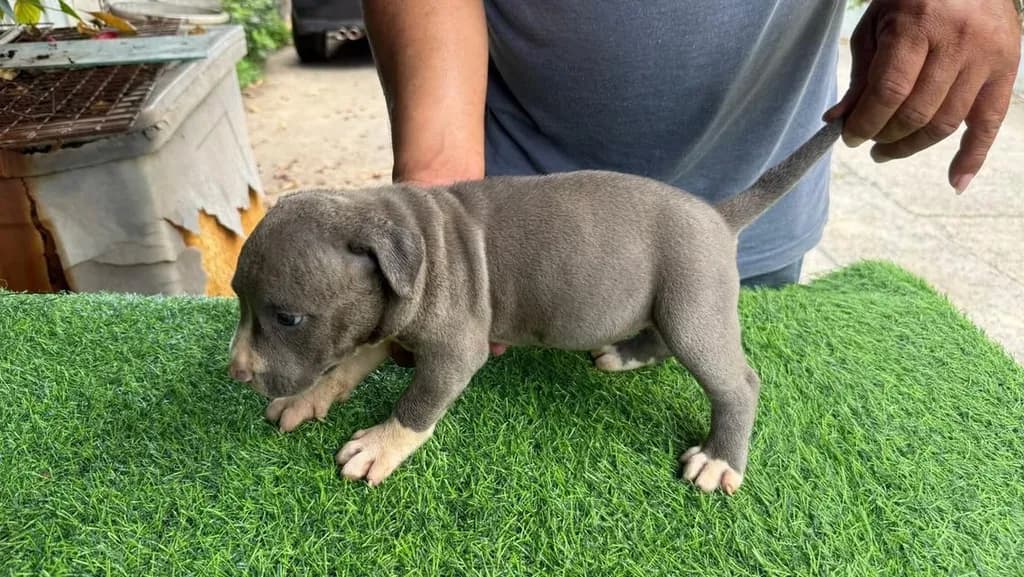 สุนัข American Pitbull
