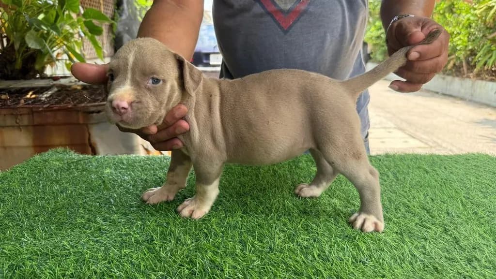 สุนัข American Pitbull