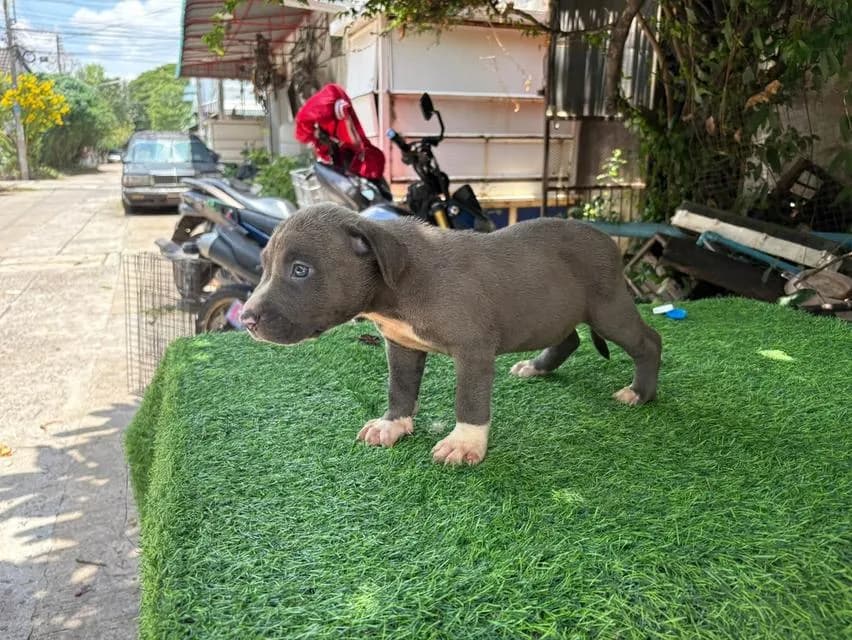 สุนัข American Pitbull