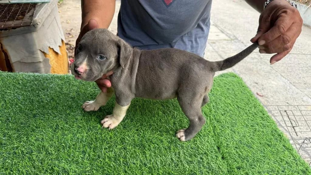 สุนัข American Pitbull