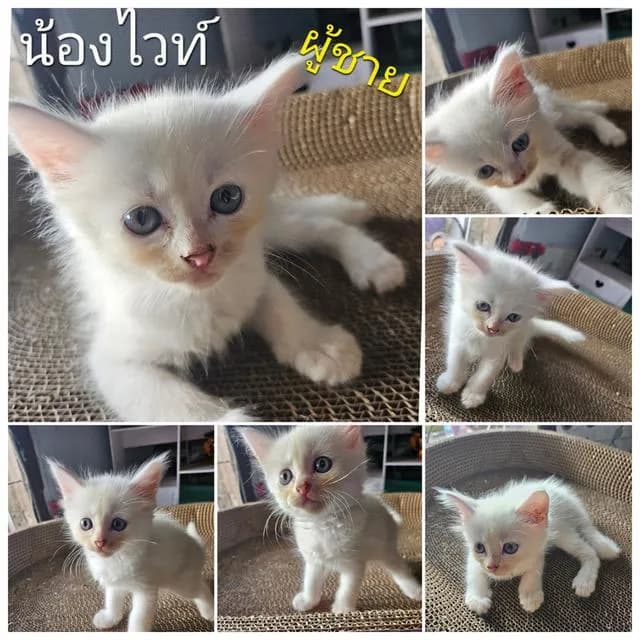 น้องไวท์เมนคูน+เปอเซีย