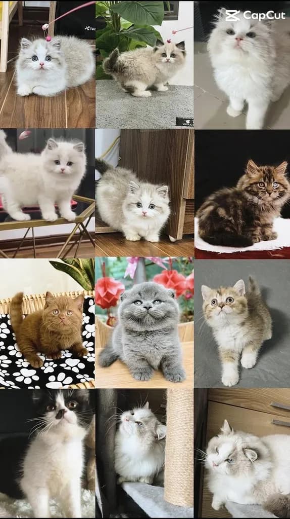 แมวแร็กดอล ฟาร์มแมวล้ายดีดี กทมแวะมาดูน้องๆได้ค่ะ