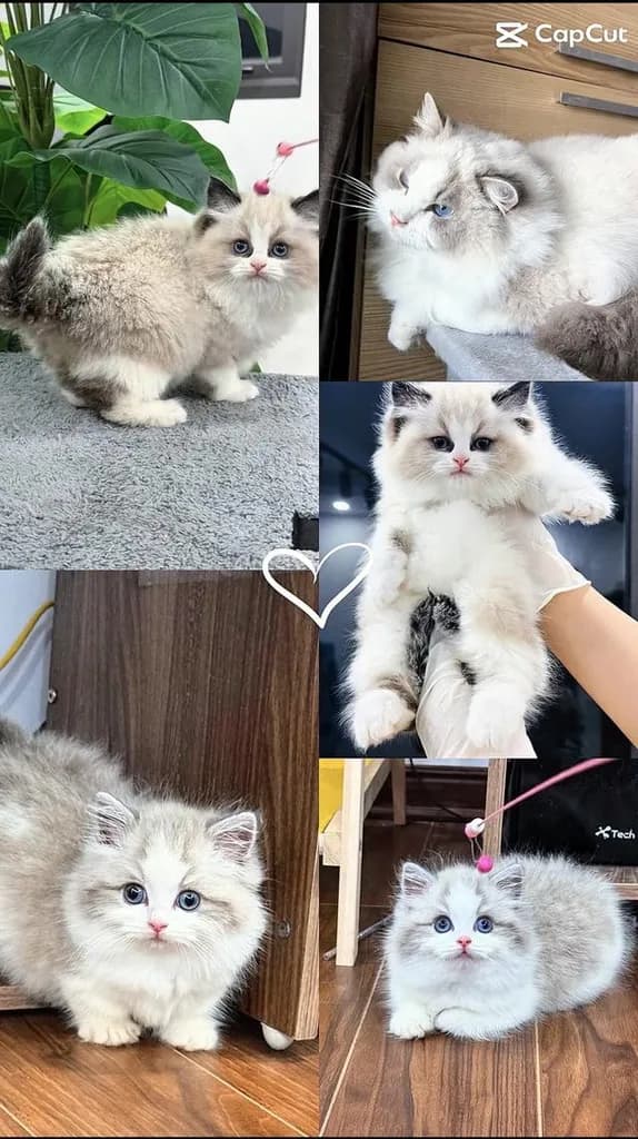 แมวแร็กดอล ฟาร์มแมวล้ายดีดี กทมแวะมาดูน้องๆได้ค่ะ