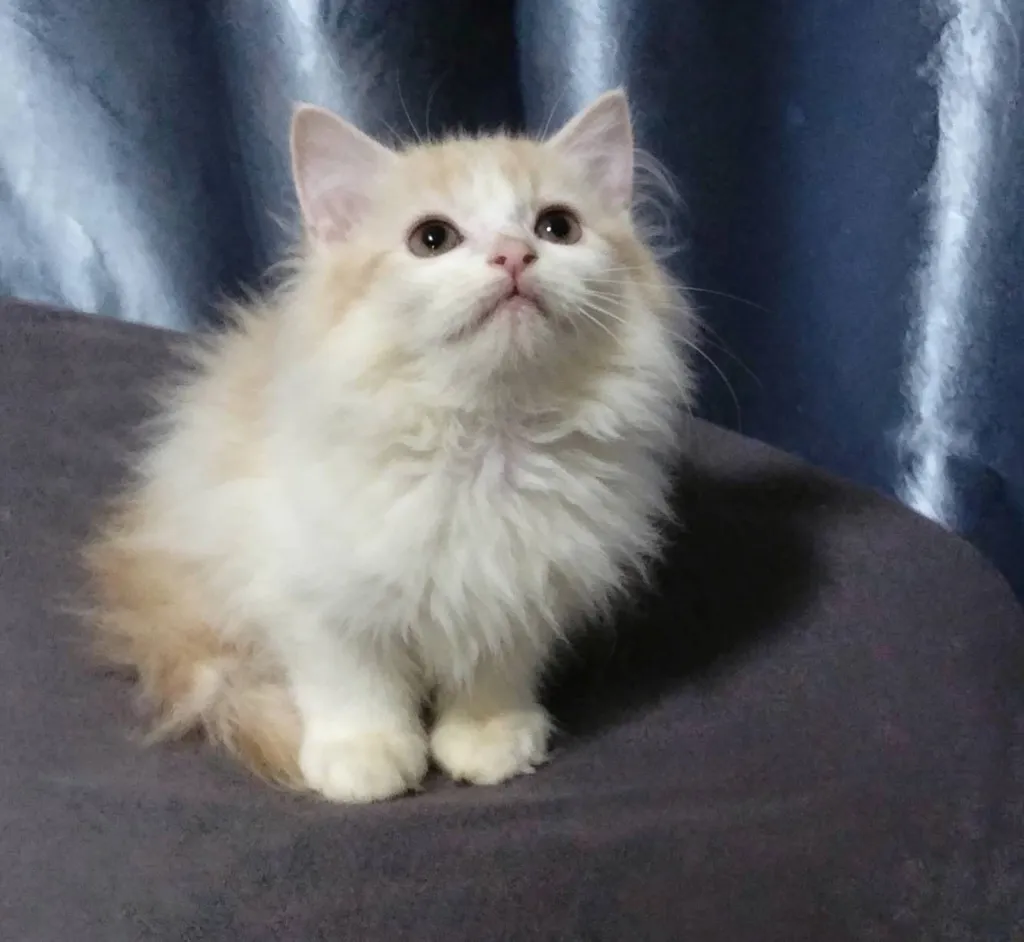 เปอร์เซีย
