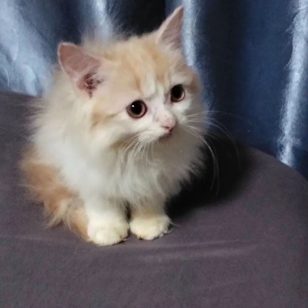 เปอร์เซีย