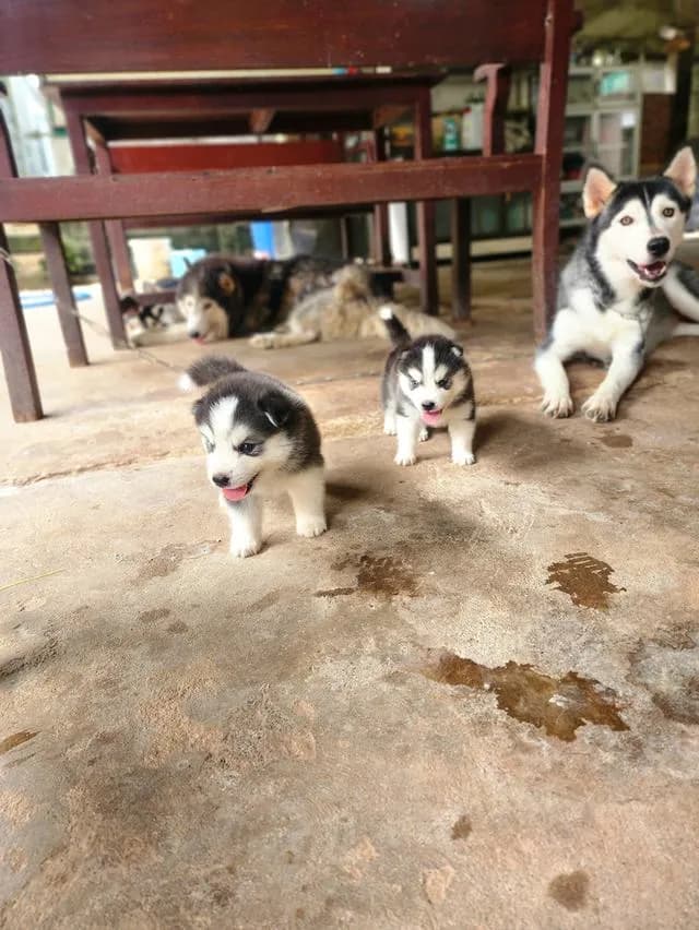 ไซบีเรียนฮัสกี้อุดรธานี
