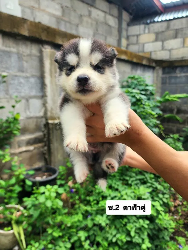 ไซบีเรียนฮัสกี้อุดรธานี