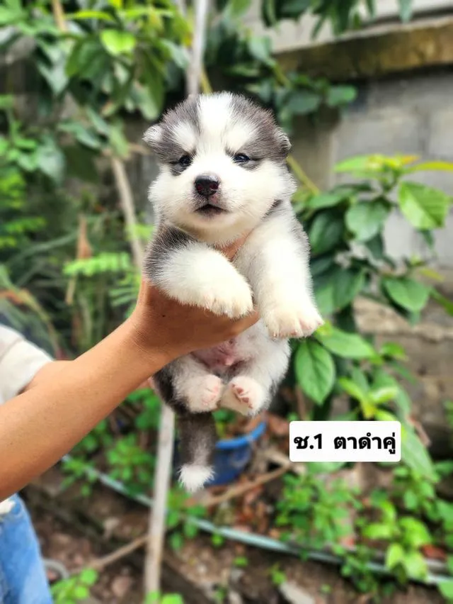 ไซบีเรียนฮัสกี้อุดรธานี