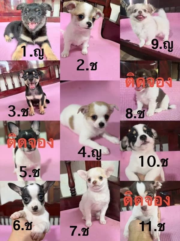ชิวาว่าแท้ เพศผู้ เพศเมีย