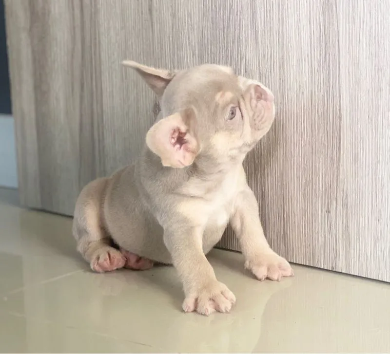 ลูกสุนัข