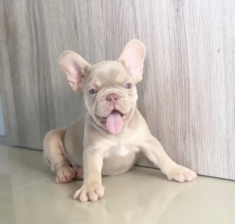 ลูกสุนัข