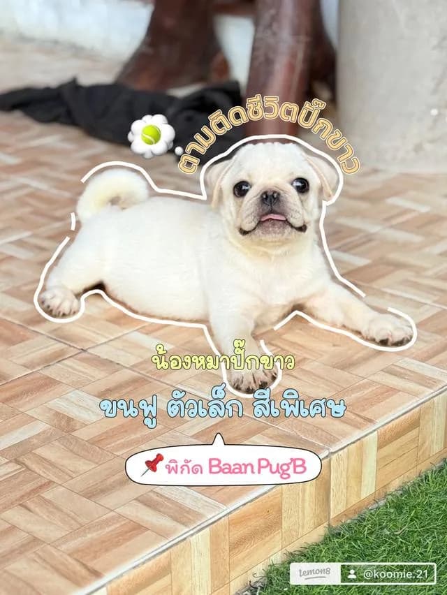 ลูกสุนัข ปั๊กขาว เพศผู้
