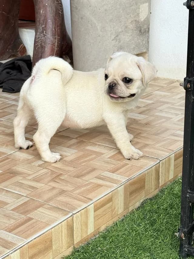 ลูกสุนัข ปั๊กขาว เพศผู้