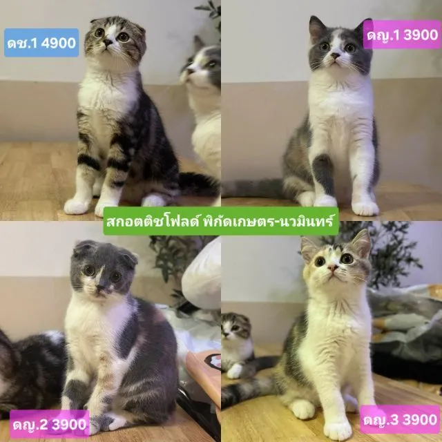 แมวสกอตติช
