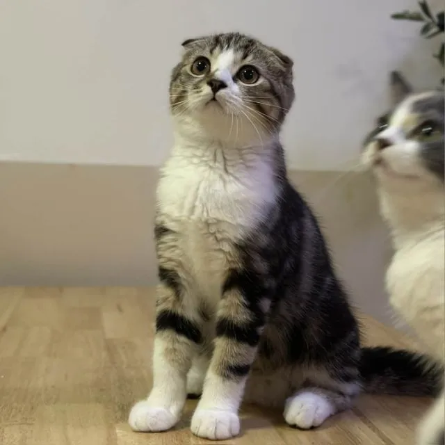 แมวสกอตติช