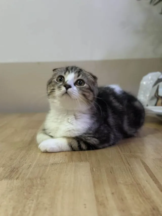 แมวสกอตติช