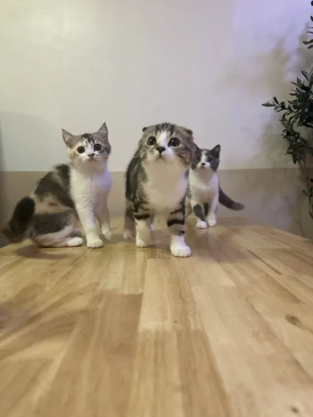 แมวสกอตติช