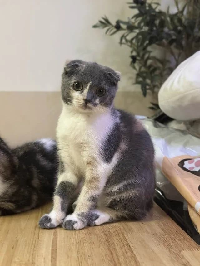แมวสกอตติช