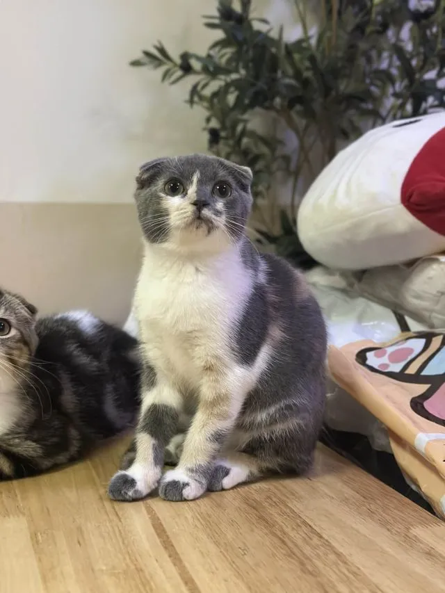 แมวสกอตติช
