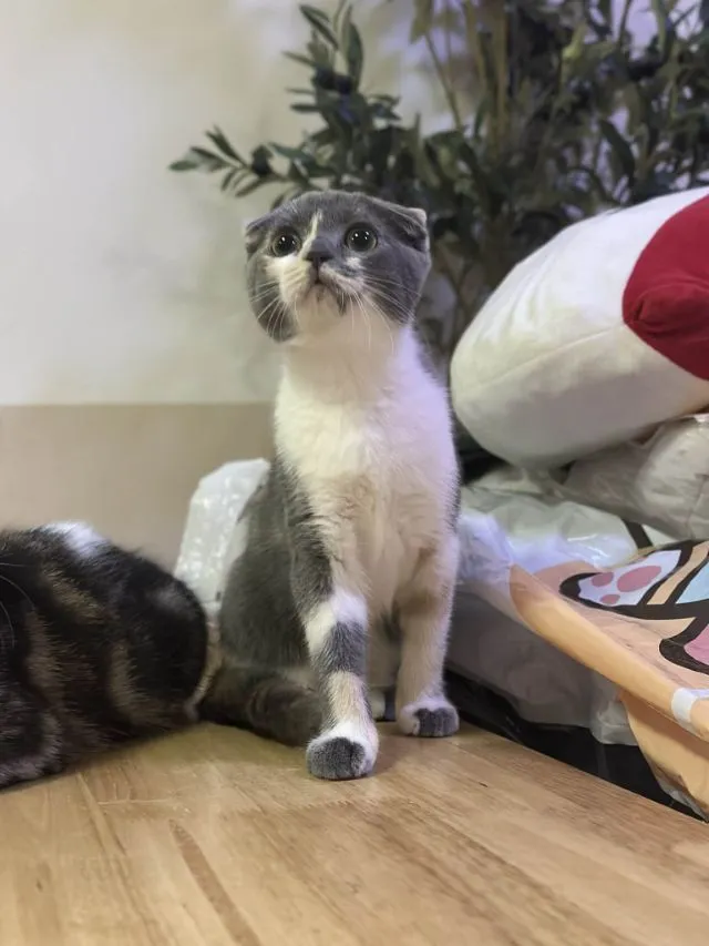 แมวสกอตติช