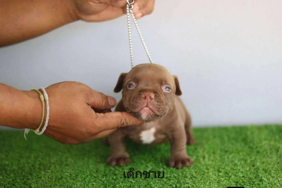 สุนัขพันธุ์บูลลี่exotic ไซส์เล็กน่ารักกำลังดี
